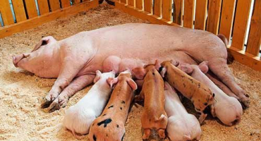 Důvody, proč prase po porodu nežere a co dělat, metody léčby